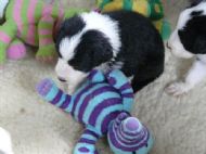 Sam with a toy